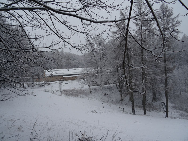 breve passeggiata tra la neve fresca di oggi.....